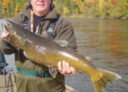 Fall Salmon