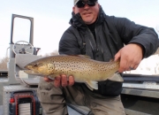 Muskegon river brown trout