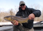 Muskegon river brown trout