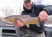 Nice Muskegon river brown trout