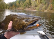 Do Salmon Really Attack Flies?