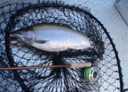 This fall steelhead fought like a Patriot Missile, Look at the girth!