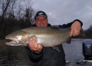 Nice Muskegon River Fall Steelhead 2013