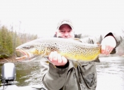 30 inch Muskegon River Brown Trout