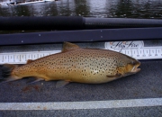 Muskegon River Brown Trout Fat As A Turkey