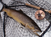 30 Inch Muskegon River Brown Trout