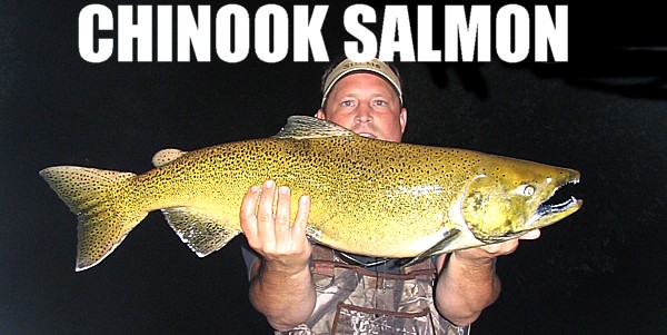 Muskegon River Salmon Fishing