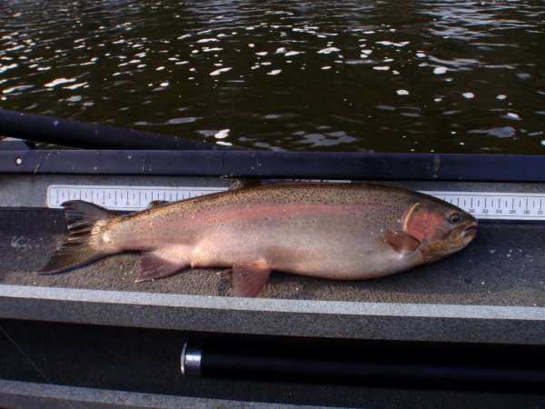 Jeff's 32" Muskegon River Steelhead