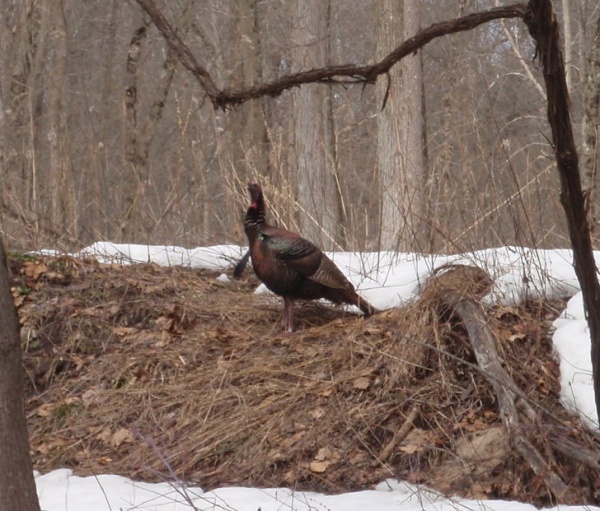 Love is in the Sring Air on the Muskegon