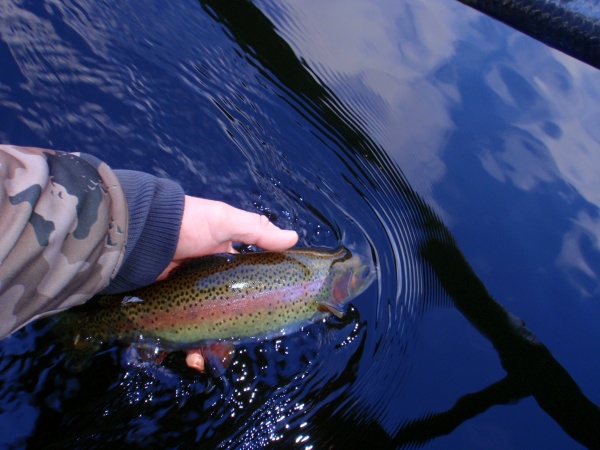 Muskegon River Rainbow Trout