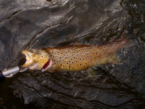 Muskegon River Brown Trout