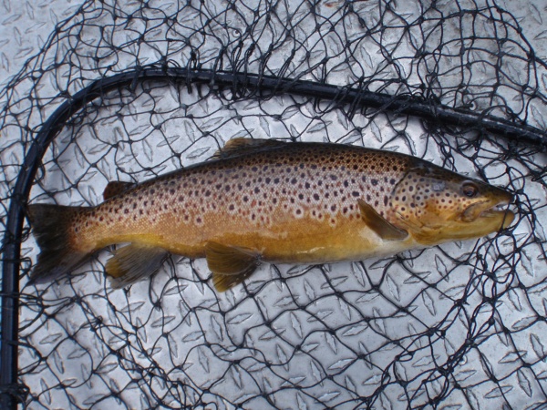 Fall Muskegon River Brown Trout