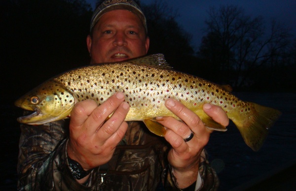 Nice Muskegon River Brown Trout Taken On Dry Fly