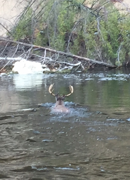 Muskegon river awesome 8 point buck