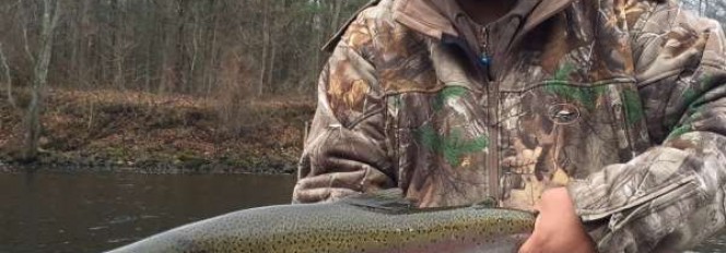 The Fall Steelhead Run Has Begun!