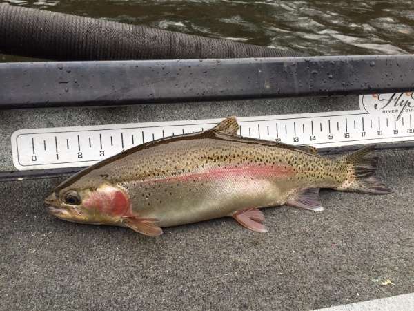 Pat's massive Muskegon river rainbow trout