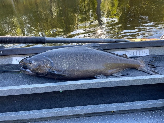 Muskegon river king salmon