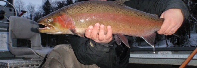 Winter Steelheading At Its Best!