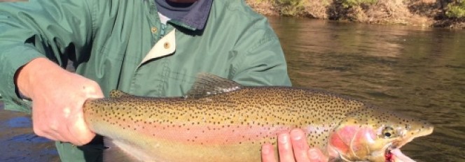 Sun, Smiles, &  Spring Steelhead