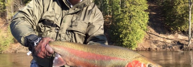 Double Stripe Addiction