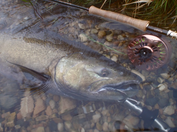 Muskegon River King Salmon