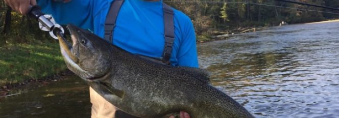 Fly Fishing For King Salmon