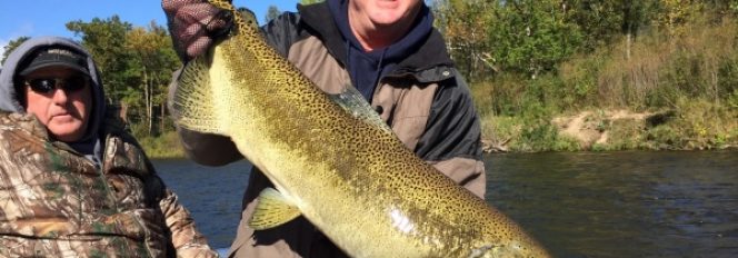 40″ 27 Pound King Salmon And This Was The Smallest One Of The Day