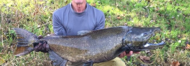 32 Pound, 42″ King Salmon