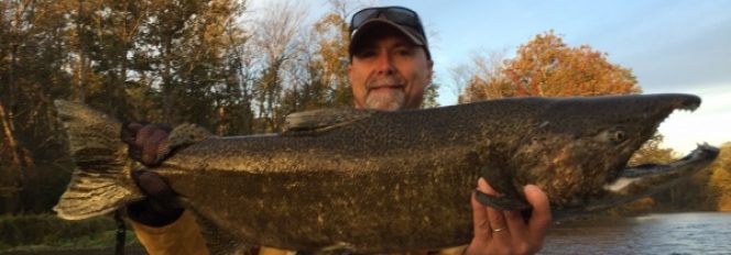 King Salmon Report