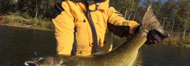 King Salmon Beware!  There’s A New Sheriff In Town!~