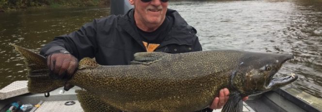 A Pair Of Giant King Salmon!