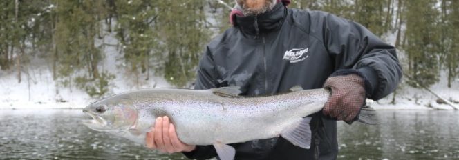 Winter Steelhead ~ On Fire!
