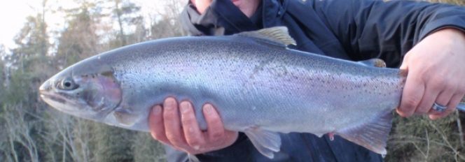 Spring Steelhead Run Approaches