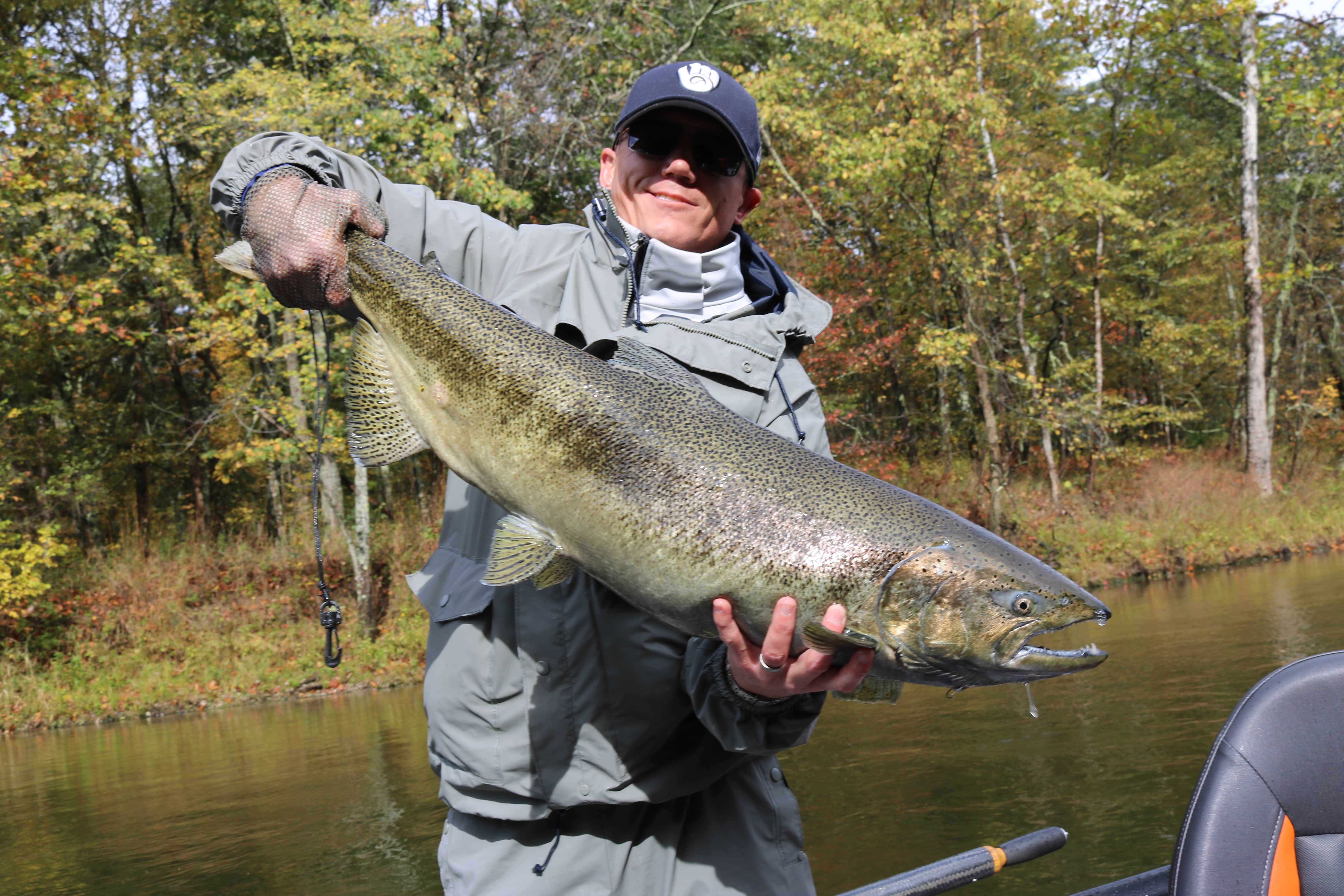 Muskegon river salmon