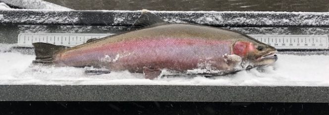 The Most Wonderful Time Of The Year~Winter Steelheading!