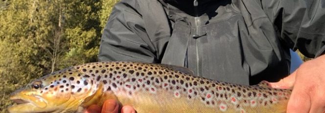 Beautiful Browns On The Dry Fly!