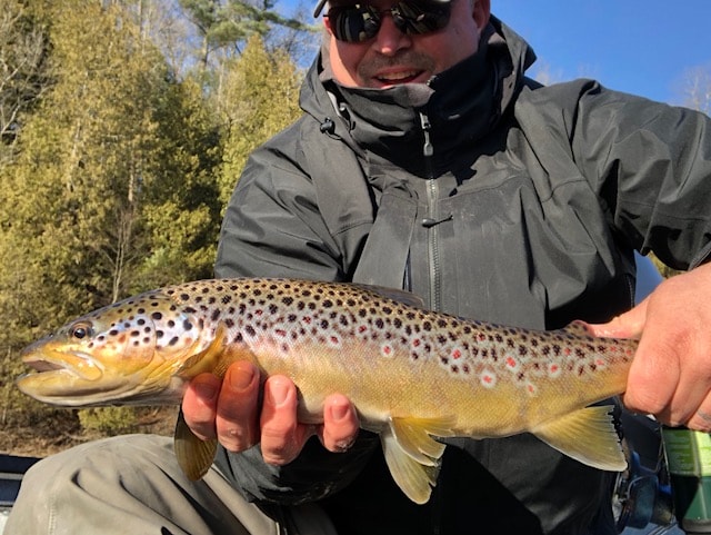 Beautiful Browns On The Dry Fly!