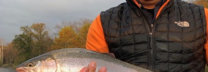 Fall Steelhead