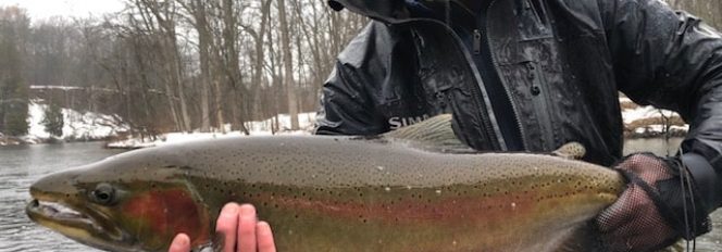 17lbs, 33″ Of Twisted Crimson Winter Steel!