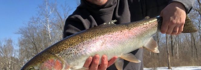 Spring Steelhead On The Move!