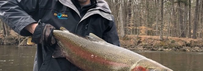 Spring Steel Double Stripe Buck!
