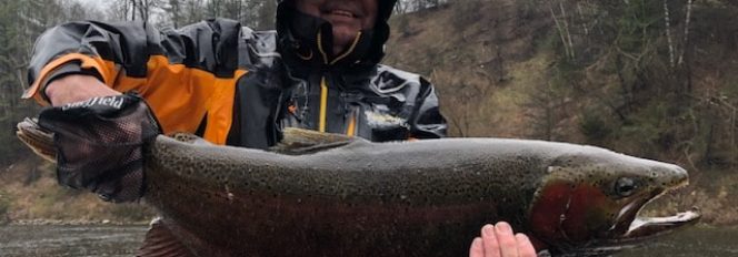 Mid-Mays Cold Spell Helps Warm Steelhead Bite!