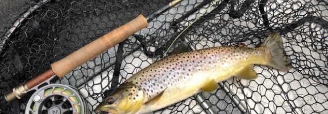 Dry Fly Browns!