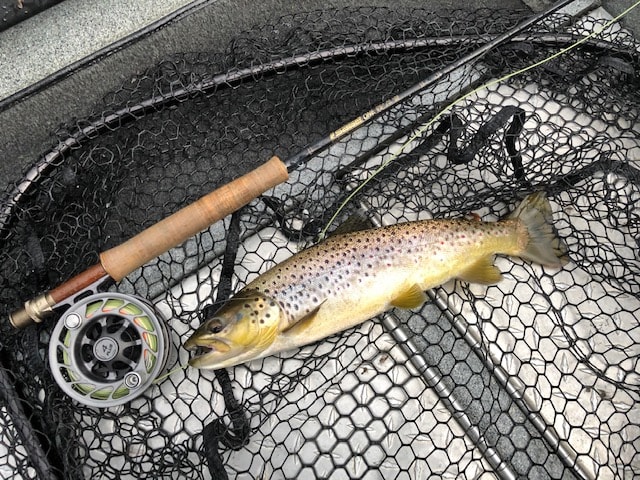 Dry Fly Browns!