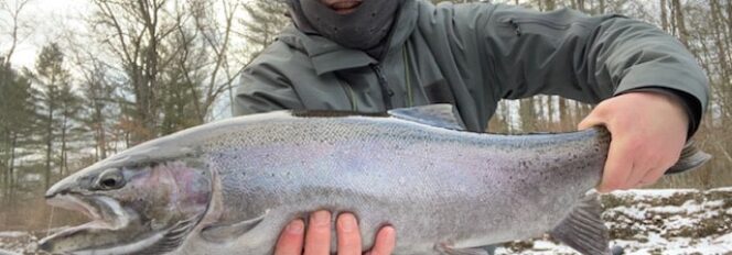 February Steelhead Heat!