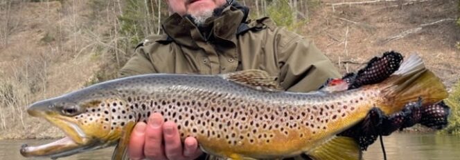 Bad To The 24″ Muskegon River Brown Trout!