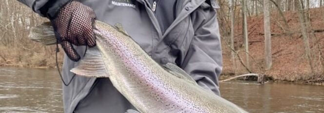 Spring Chrome Muskegon River Steelhead!