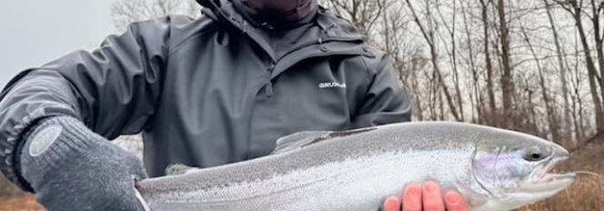 Chrome, Bows, & Browns; Can’t Beat Fall Fly Fishing On The Muskegon River!