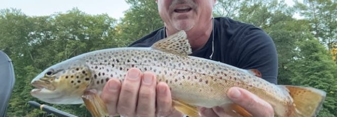 Early Fall Muskegon River Brown Trout Feeding Frenzy!