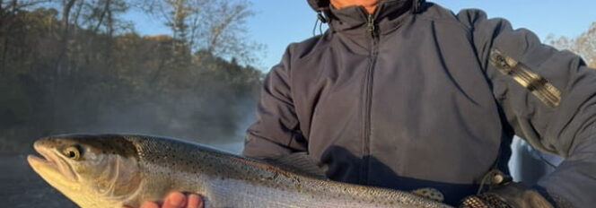 Muskegon River Fall Steelhead!